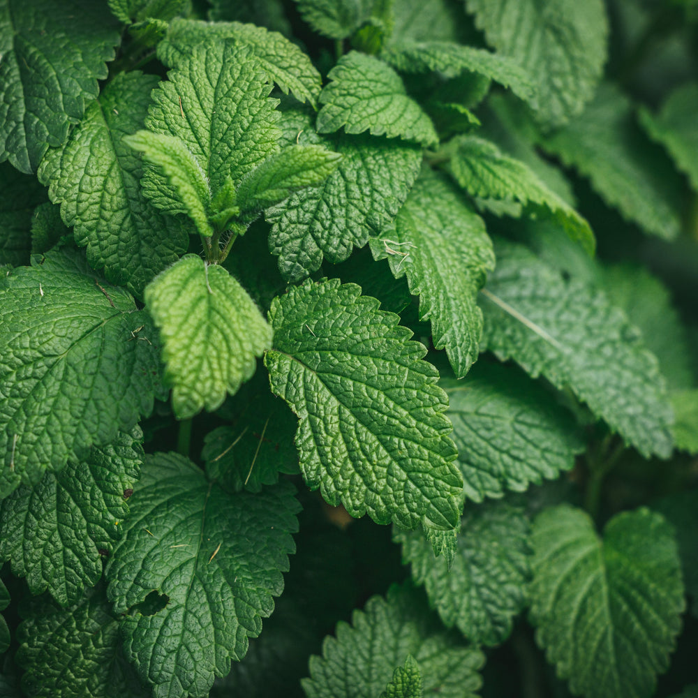 Peppermint Essential Oil