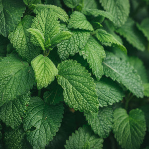 Close-up of green leaves with a blurred background