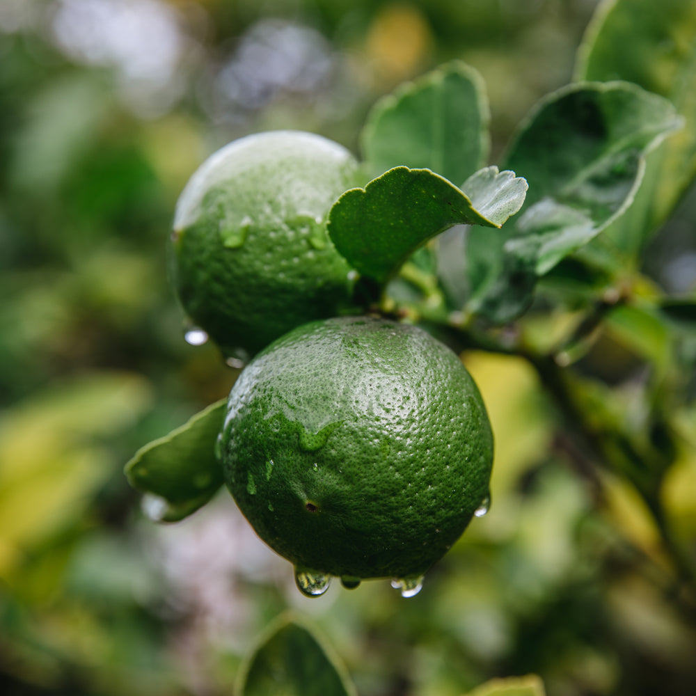 Bergamot Essential Oil