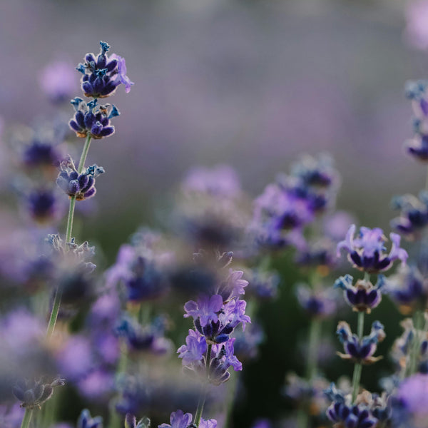 Close-up of lavender flowers with a blurred background